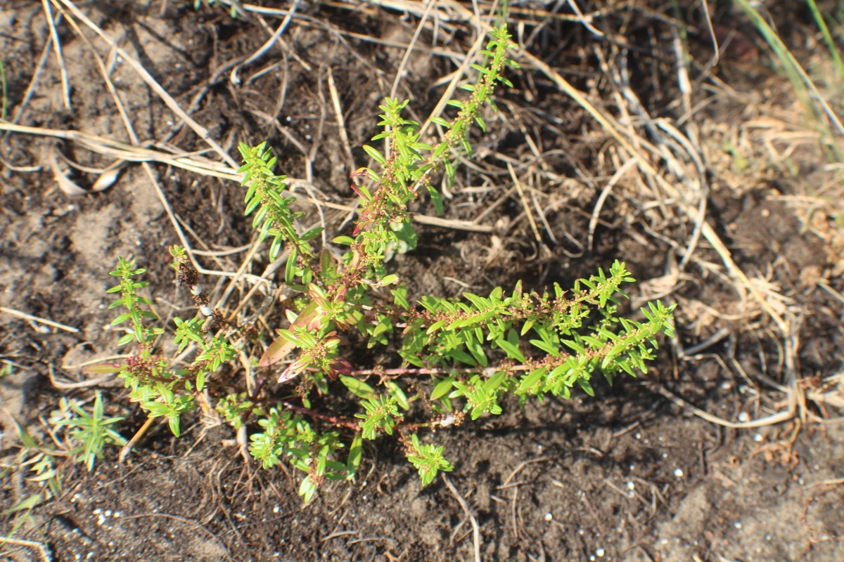 Ammannia baccifera L.